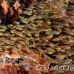 sweeper_glassy_cb_np_h_0054_bal3298.jpg